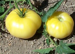 Помидоры Полумесяц — Halfmoon Tomato
