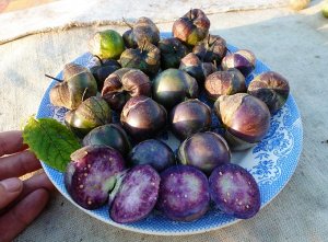 Физалис Фиолетовый — Purple Tomatillo