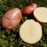 Сарпо Мира (Sarpo Mira Potatoes)