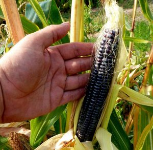 Чёрная Кукуруза Ацтеков — Black Aztec Corn