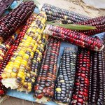 Цветная Кукуруза Ацтеков — Multicolor Aztec Corn