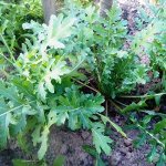 Ручетта (Ruchetta) — Итальянская Руккола