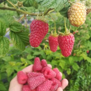 Летняя малина Соколица, саженец