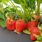 Клубника Клери 5 кустов