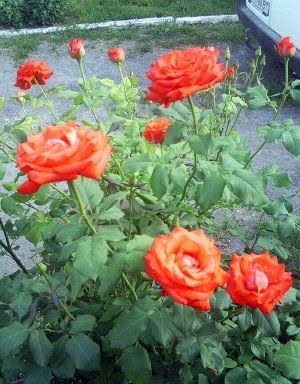 Роза анжелика/чайно-гибридная