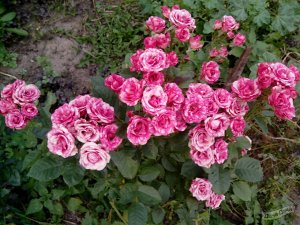 Роза спрей pink flash