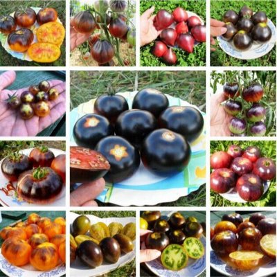 🌱 Элитные сорта томатов, перцев, и других культур НОВИНКИ 23