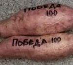 Батат Победа 100