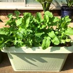 Кунжутная Японская Широколистная Руккола — ルッコラの