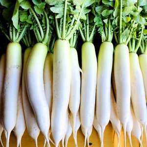 Помидом Аокуби Дайкон — Aokubi Daikon — 青首大根
