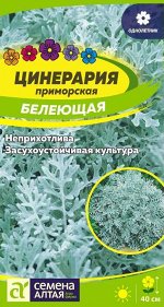 Цинерария Приморская Белеющая серебристая, 40см 0,1гр СА/ЦВ