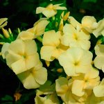 Флокс Друммонда Красотка в жёлтом