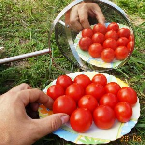 Помидоры Маленький Поцелуй Герани — Little Geraniums Kiss Tomato