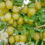 Саженцы Крыжовника Уральский бесшипный