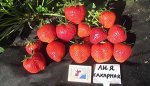 Клубника Сахарная Лия, Италия, средний