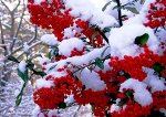 Алмазная мозаика Гроздья рябины