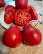 ЛАМПОЧКА