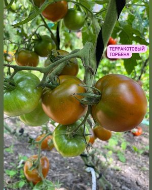 ТЕРАКОТОВЫЙ ТОРБЕНА / Thorburn’s Terre Cotta / США