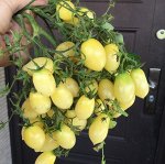 СУМАСШЕДШИЕ ВИШНИ БАРРИ