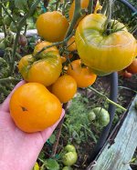 Гном ЗОЛОТОЕ СЕРДЦЕ / Dwarf Golden Heart.