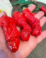 Перец острый ПЕРЕЦ ПЕТРА / Peter Pepper red