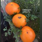 Гном СИЯЮЩАЯ КРАСОТА