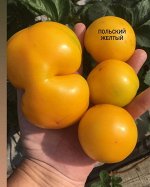 &quot;Гном ПОЛЬСКИЙ ЖЕЛТЫЙ ( POLISH YELLOW DWARF) &quot;