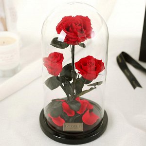 Красная роза, Family Tres 25 см