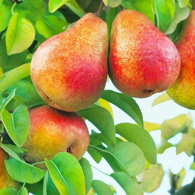 Предзаказ весна 2023! Яблони, Груши, Сливы и Абрикосы 🍏🍐