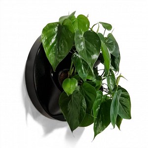 Фитомодуль  «BOXSAND 4 RING» черный, в комплекте с горшками Вместимость: 4 растения