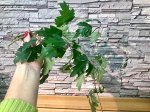 Циссус Элен даника (черенок)