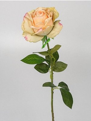 Роза Принц 70 см1 шт цв кремовый