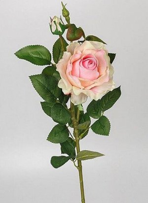 Роза Принц 75 см 1шт 2 бутона цв розовый