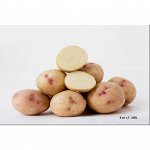 Семенной картофель &quot;Аврора&quot;, Элита, 3 кг +/- 10%