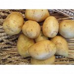Семенной картофель &quot;Лига&quot;, Элита, 3 кг +/- 10%