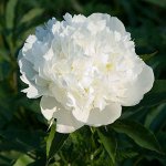 Пион  &quot;Duchesse de Nemours&quot;, р-р 2/3, 1 шт, Весна 2023