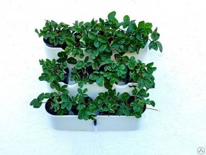 Фитомодуль «BOXSAND 12»  Вместимость: 12 растений