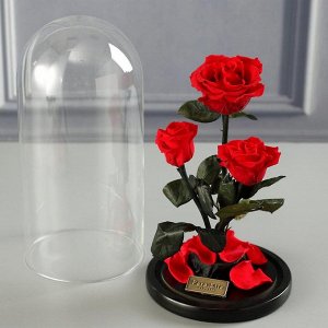 Красная роза, Family Tres 25 см