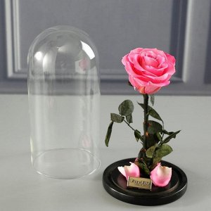 Розовая роза, Premium 25 см
