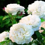 🌹 Предзаказ! Розы! Лучшие сорта