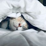 Ликвидация! Одеяла