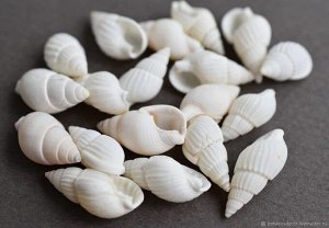 Ракушки спиральные, белые, 22мм, н-р 45гр