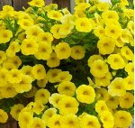 Петуния Potunia Canary Yellow арт 2