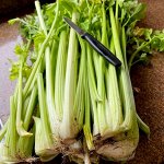 Гигант Паскаля Черешковый Сельдерей — Giant Pascal Celery