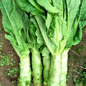 Кельтук — Китайский Спаржевый Салат — 莴笋 — Celtuce Lettuce