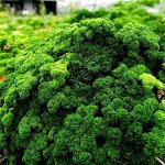 Петрушка Рыночная Курчавая