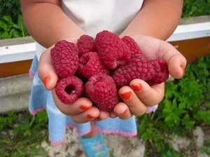 Малина "Брусиловская"