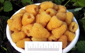 Малина "Золотой гигант"