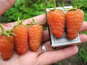 Малина "Оранжевое чудо"