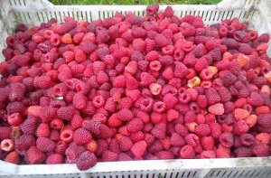 Малина "Полка"